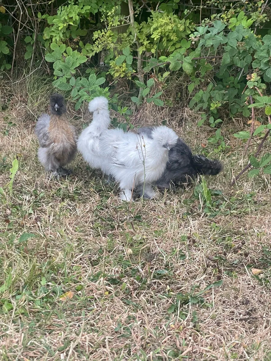 Silkies - Image 1