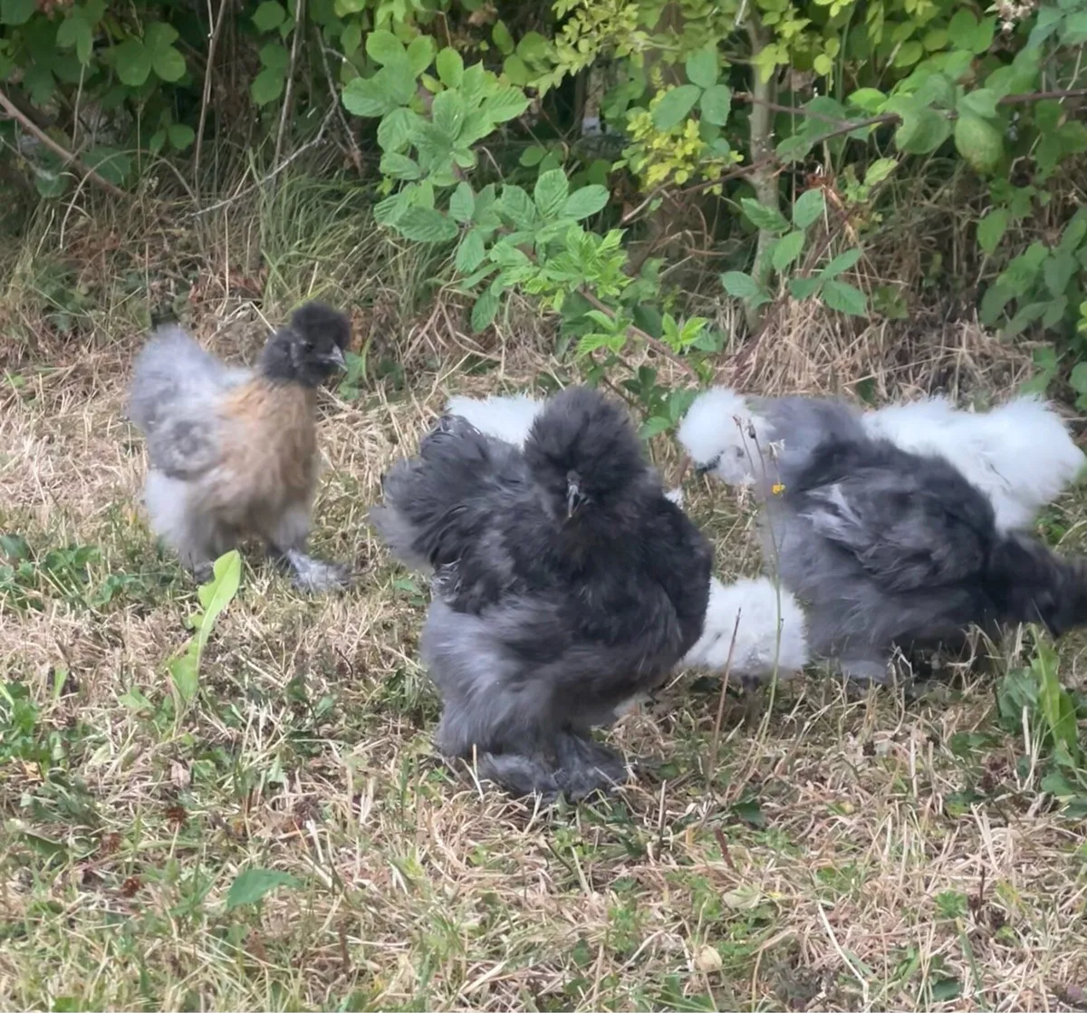 Silkies - Image 2