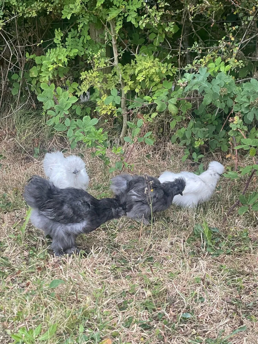 Silkies - Image 3