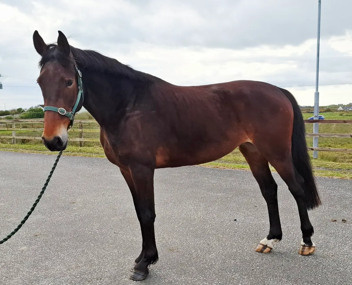 5yr old Broodmare by Carrera VDL - Image 1