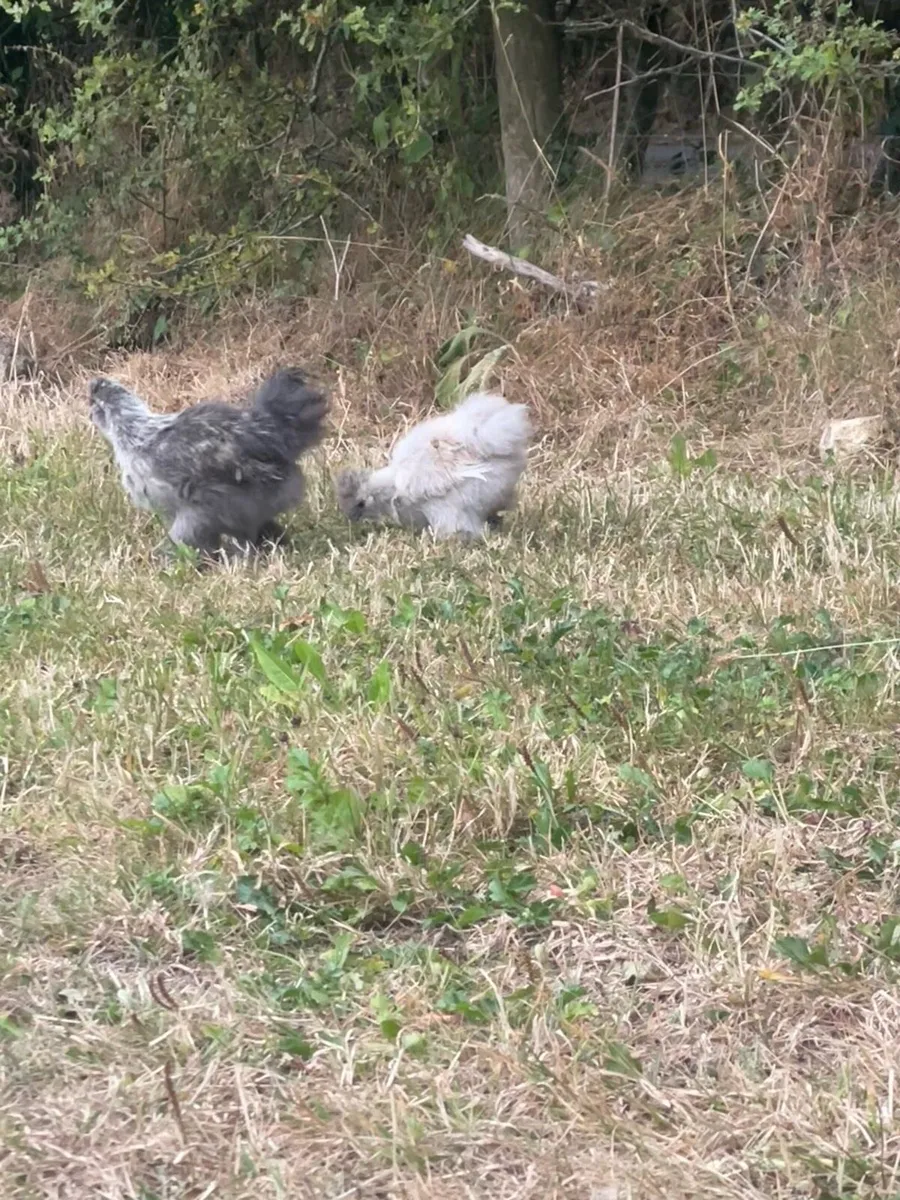 Silkies - Image 4