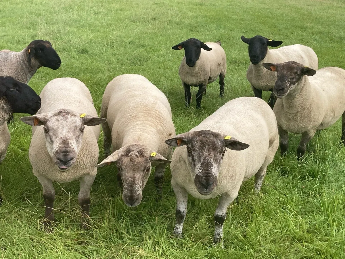 15 Suffolk & 5 SuffTex Shearlings - Image 2