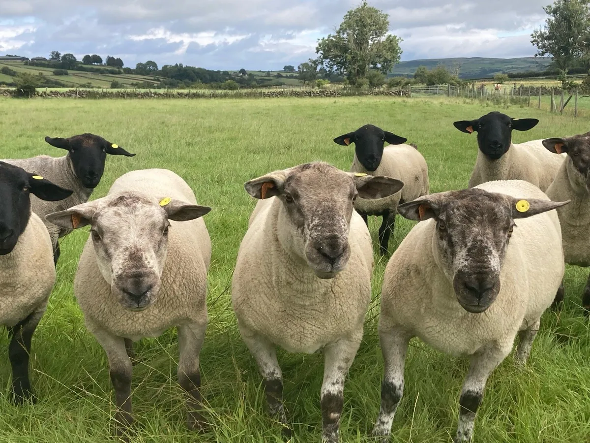 15 Suffolk & 5 SuffTex Shearlings - Image 3