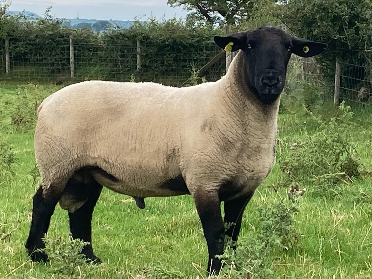 15 Suffolk & 5 SuffTex Shearlings - Image 4