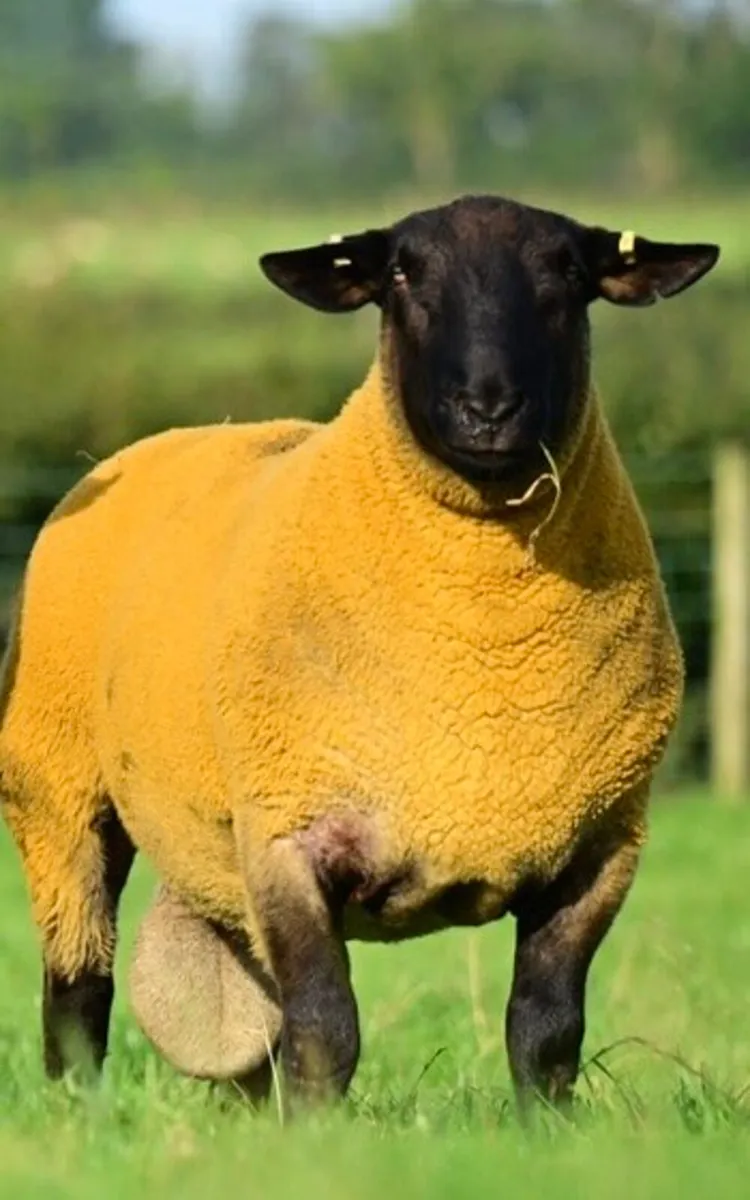 4 Kelso type Suffolk shearlings - Image 4