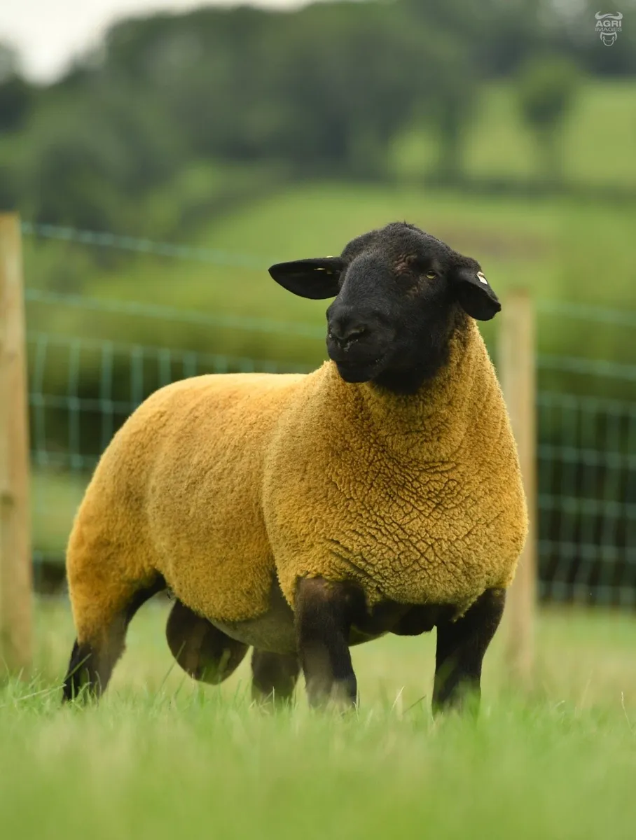 9 Kelso type Suffolk shearlings - Image 4