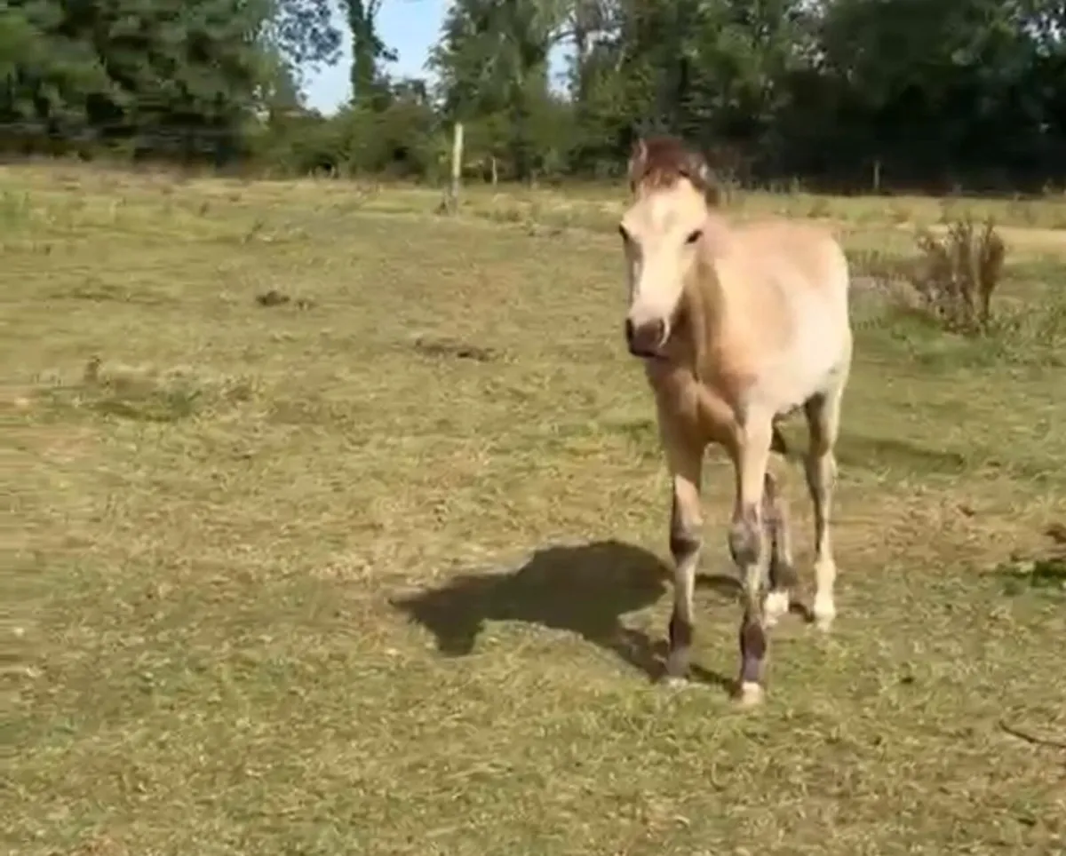 Foal - Image 1
