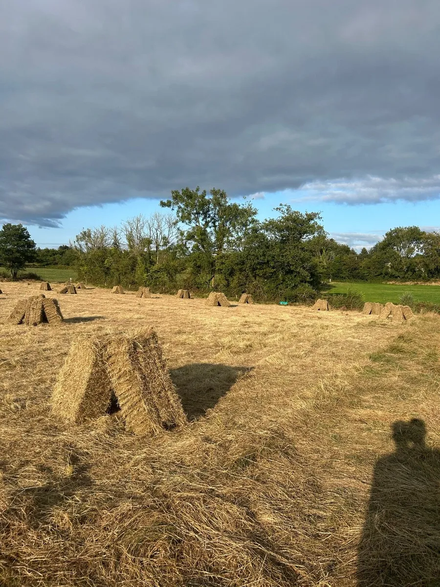 Hay - Image 3