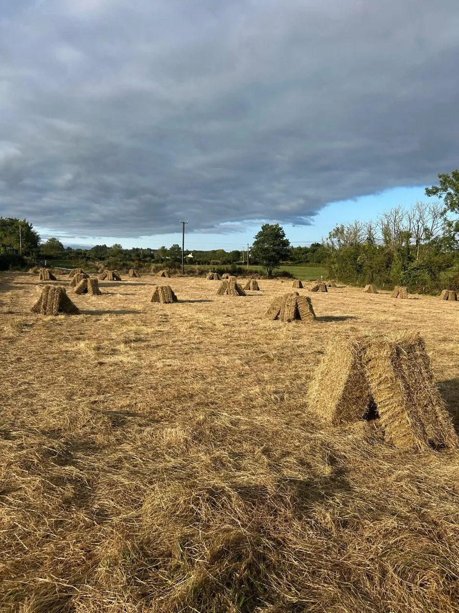 Hay - Image 4