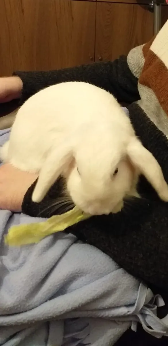 Rabbits for sale - Image 3