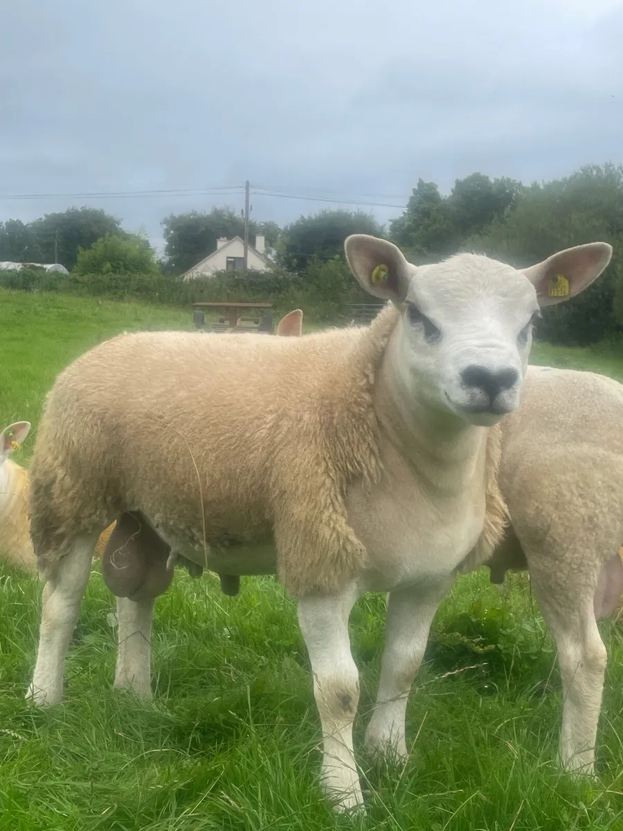 Pedigree registered Texel ram lambs - Image 4