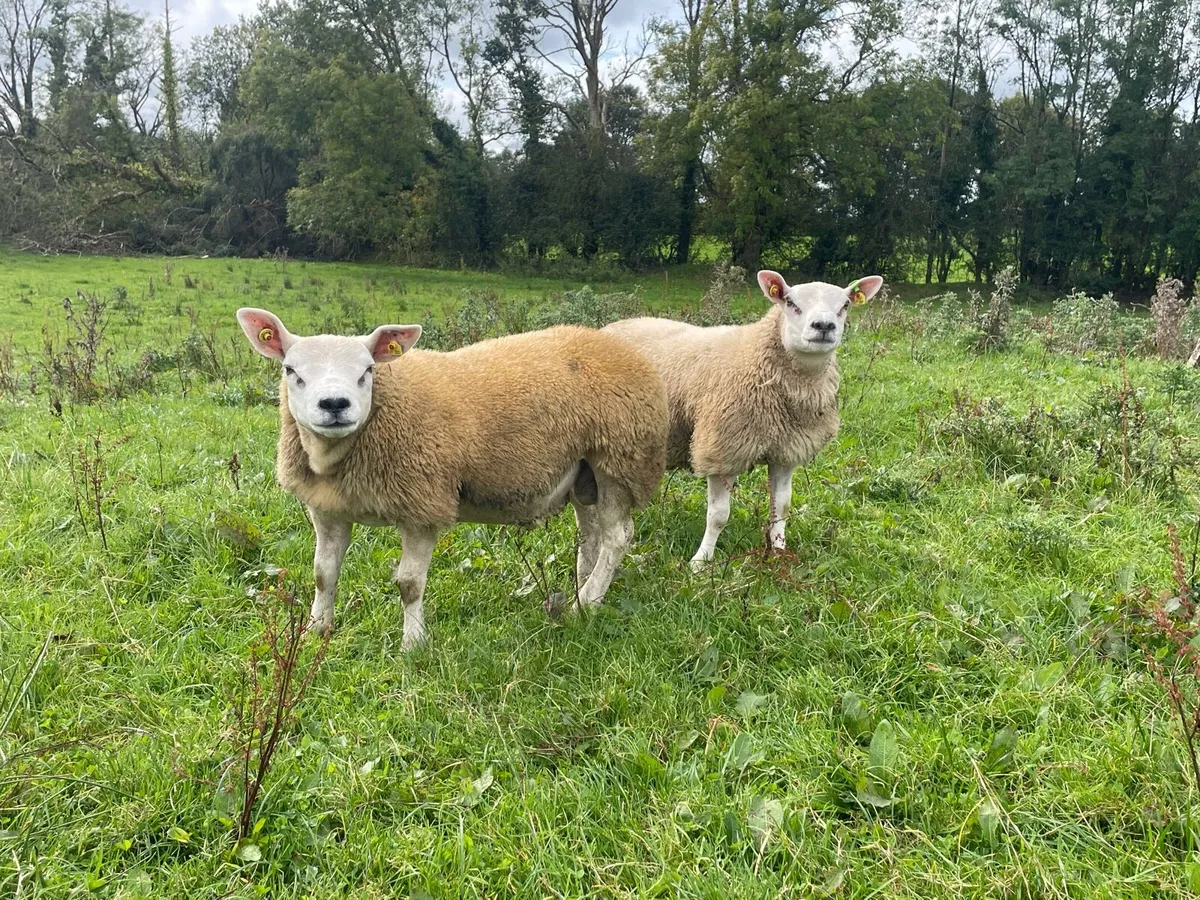 Pedigree registered Texel ram lambs - Image 3