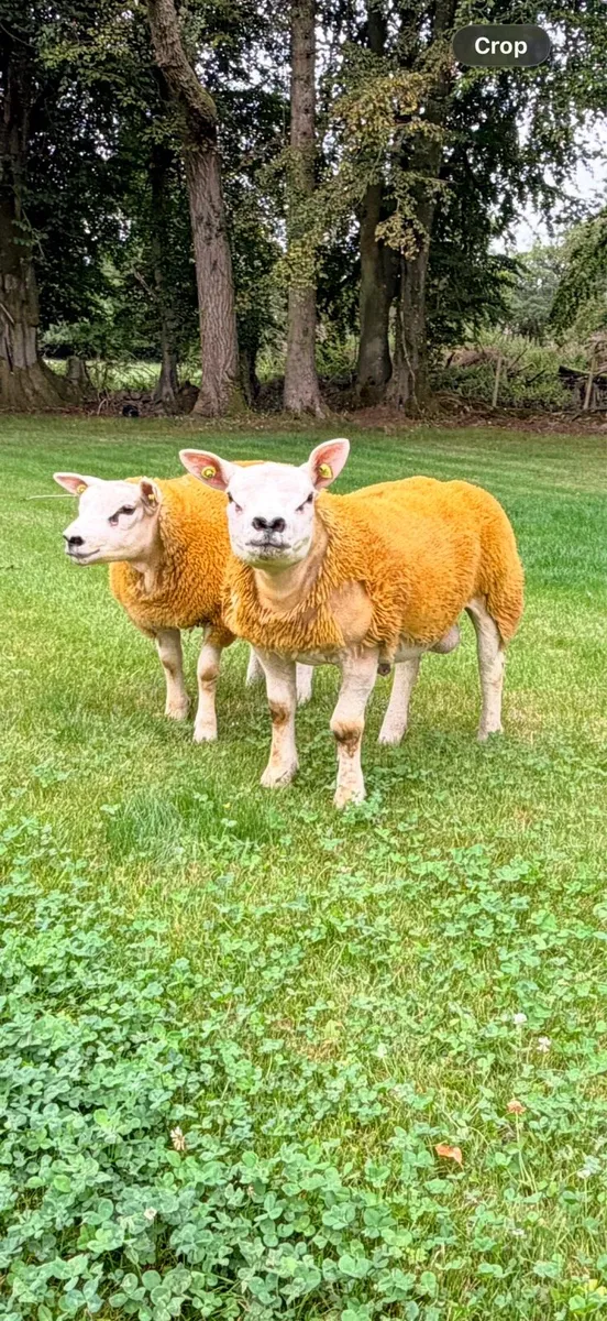 Pedigree registered Texel ram lambs - Image 2