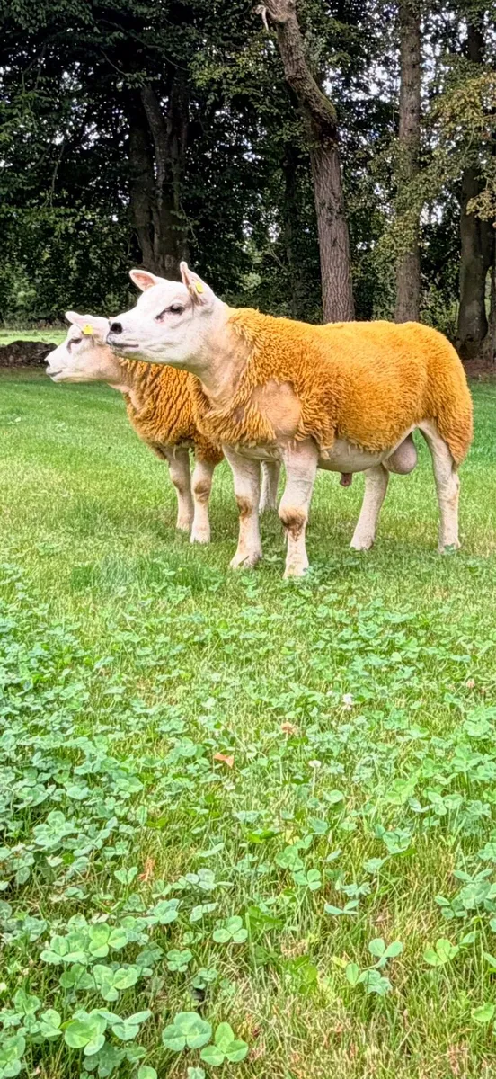 Pedigree registered Texel ram lambs - Image 3