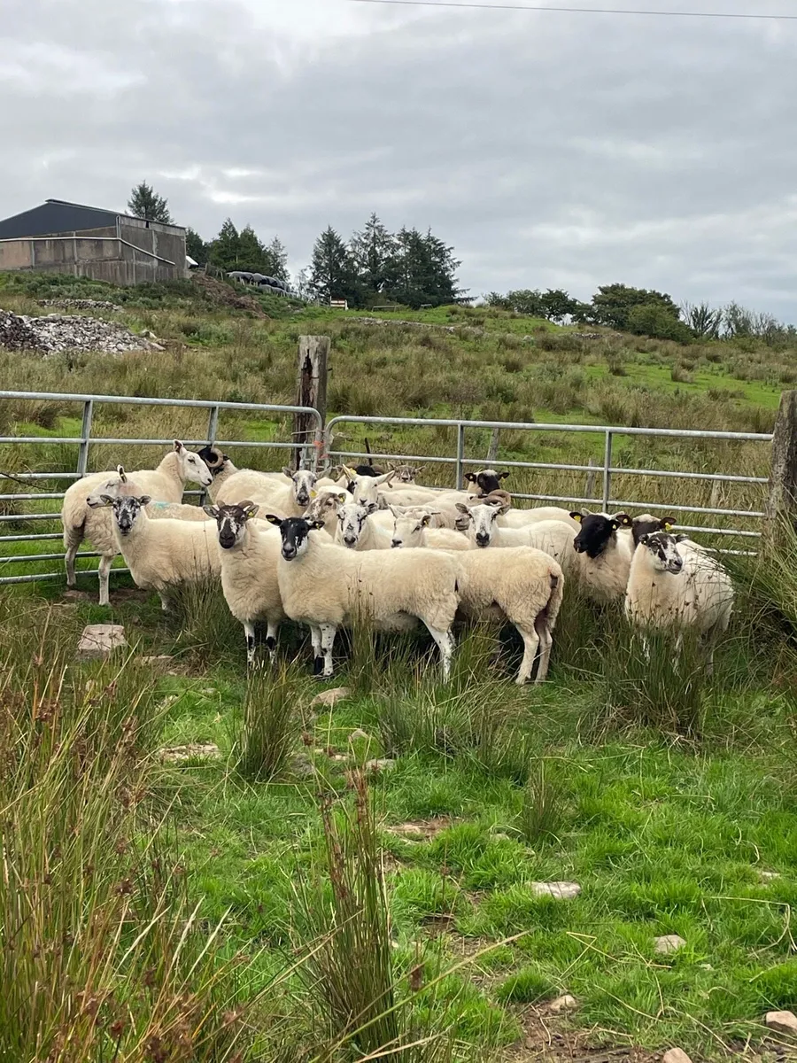 Organic crossbreed ewes - Image 1