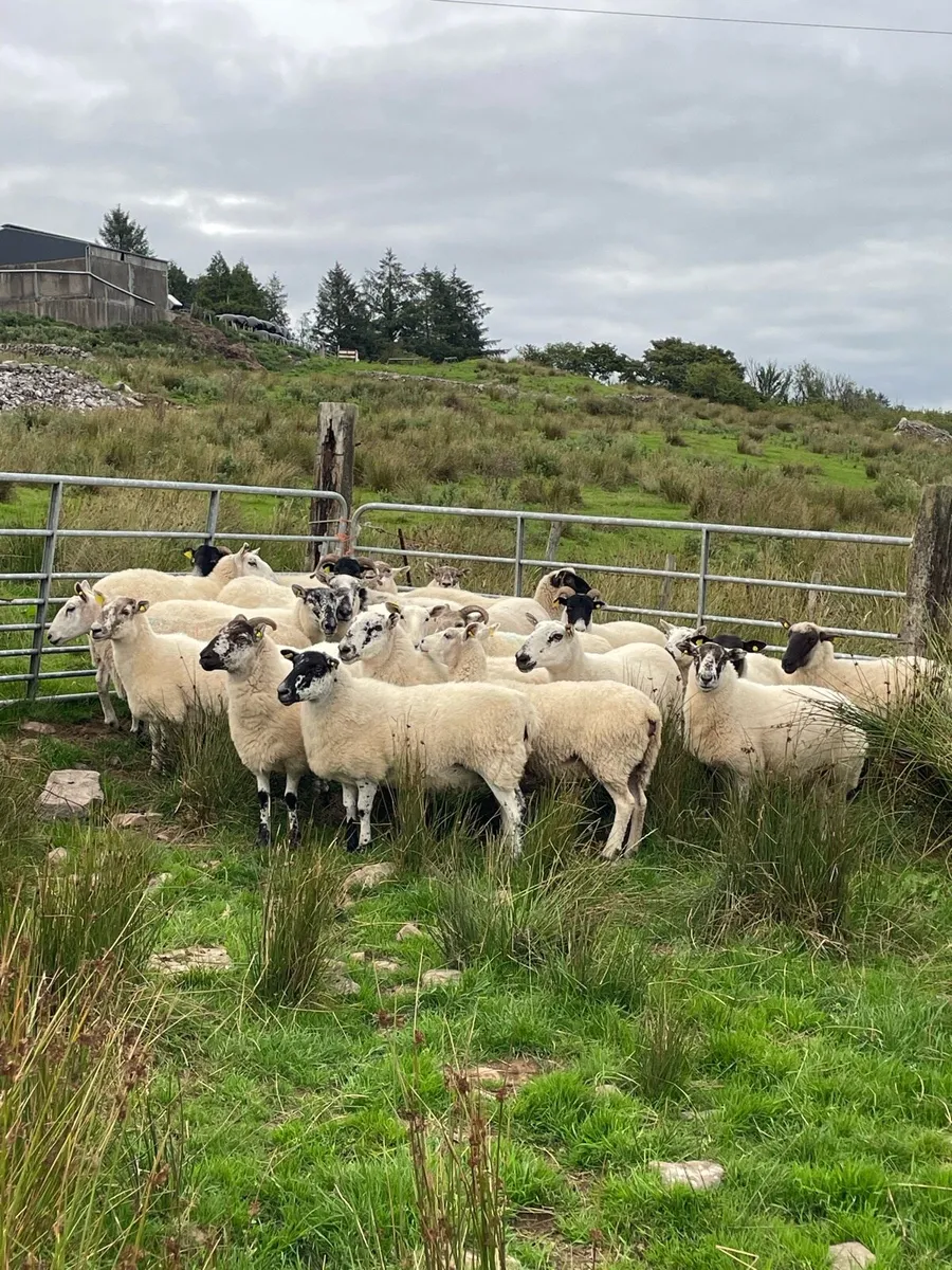 Organic crossbreed ewes - Image 2