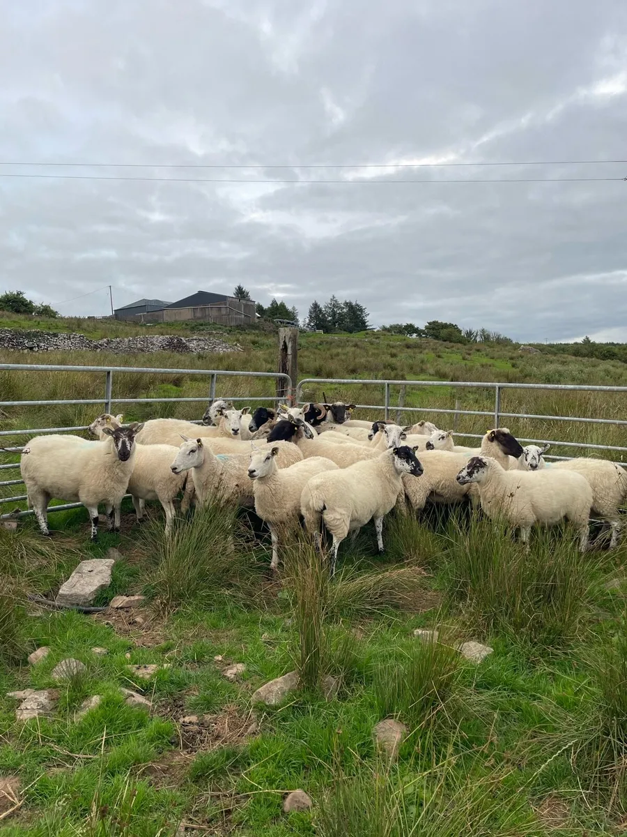 Organic crossbreed ewes - Image 3