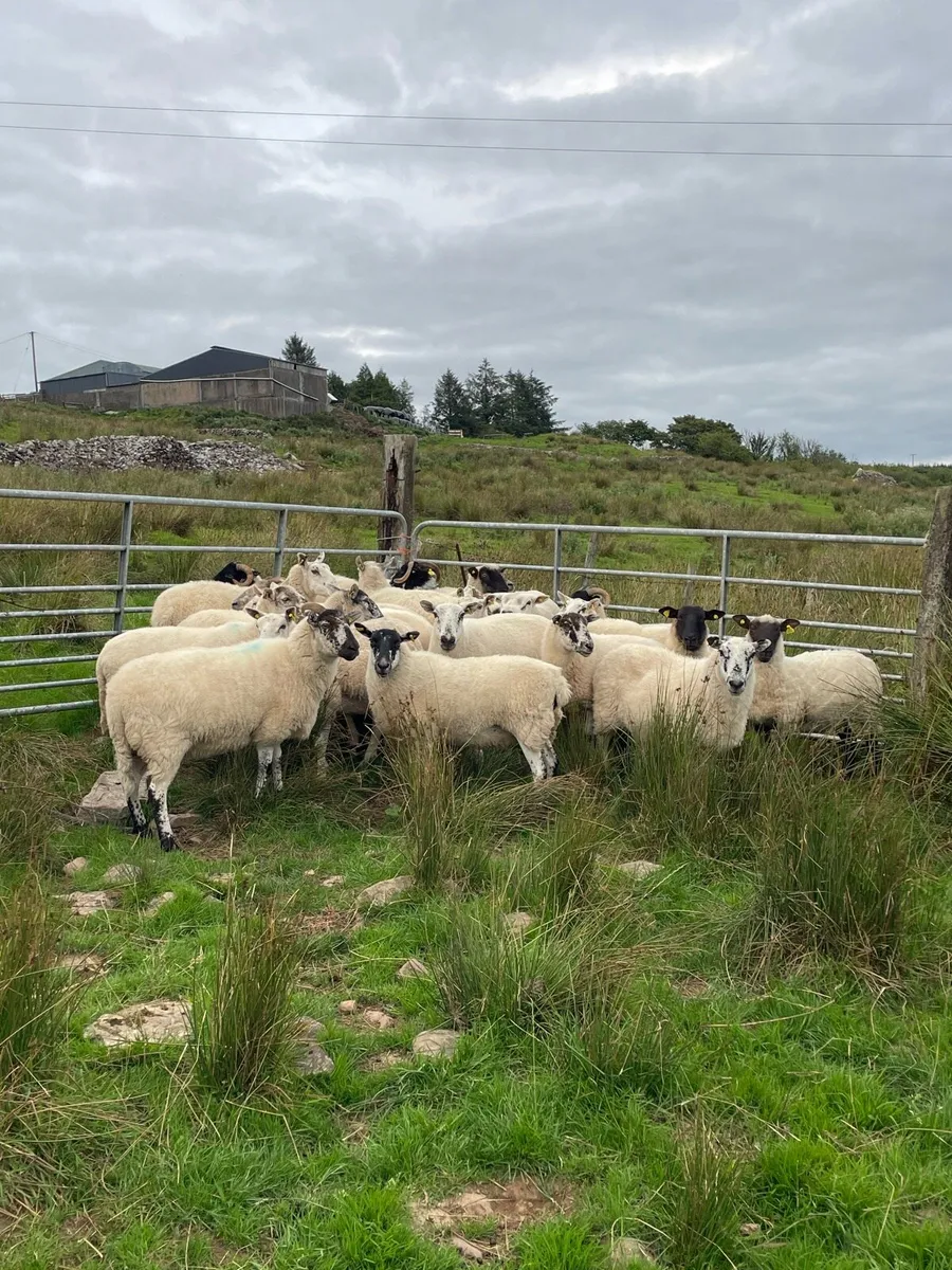 Organic crossbreed ewes - Image 4