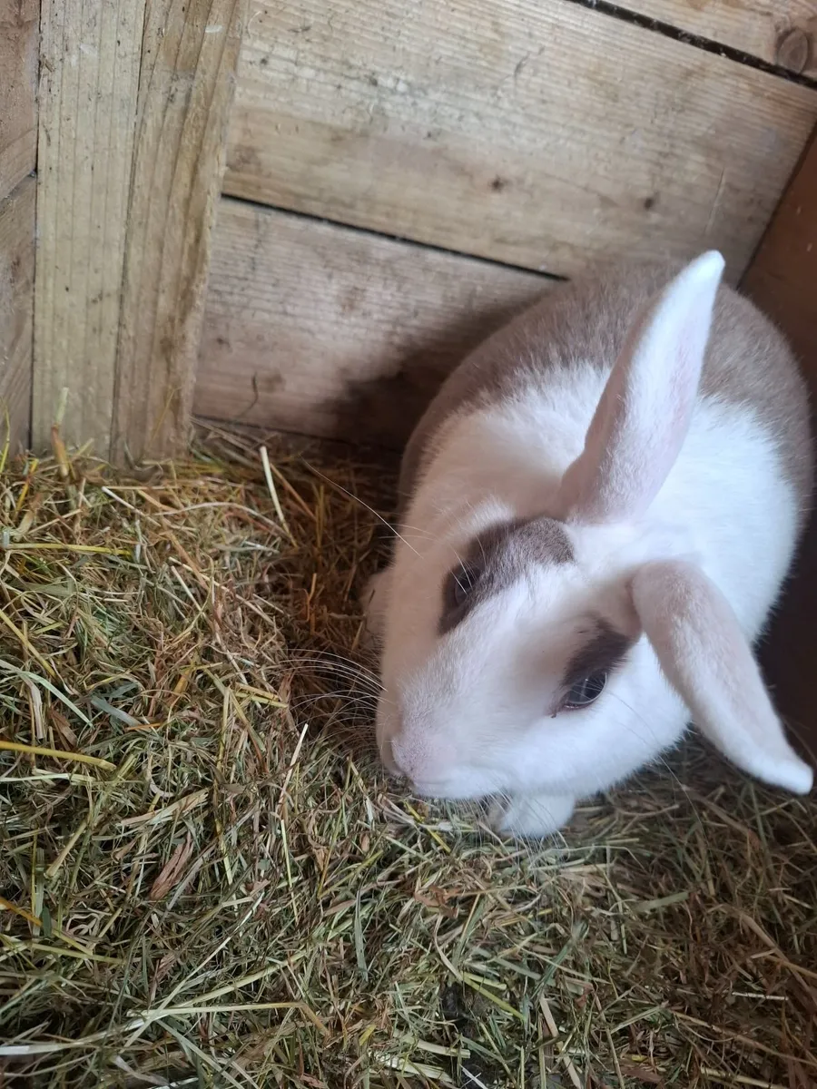 Rabbits - Image 2