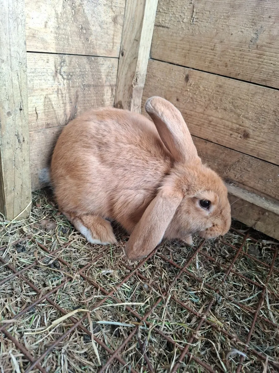 Rabbits - Image 3
