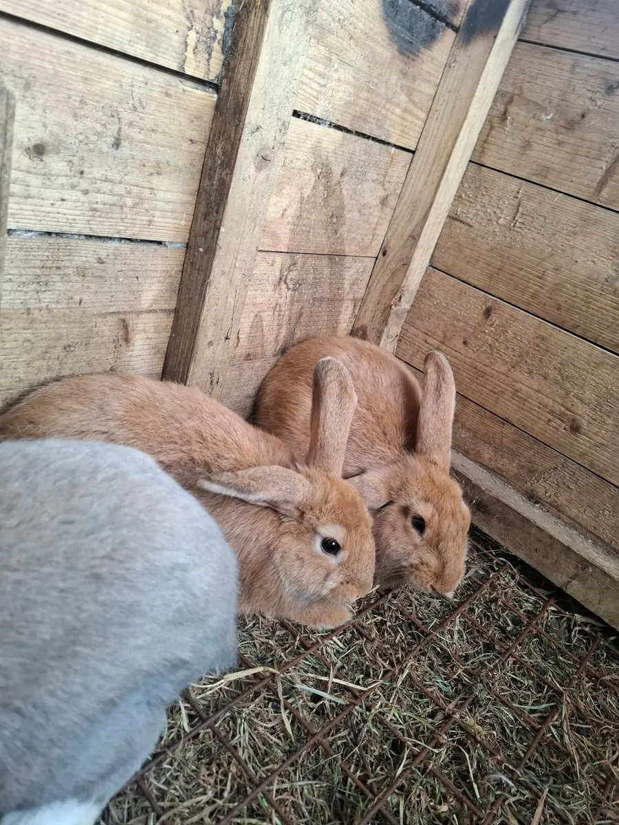 Rabbits - Image 1