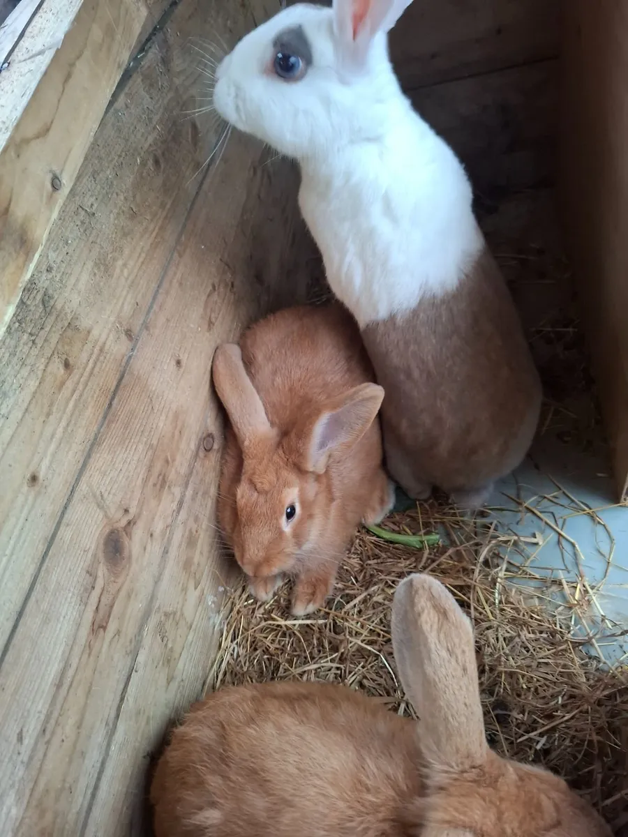 Rabbits - Image 4