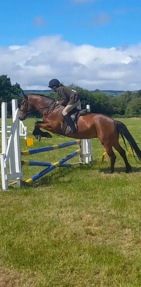 Class 1 connemara filly 148cm - Image 1