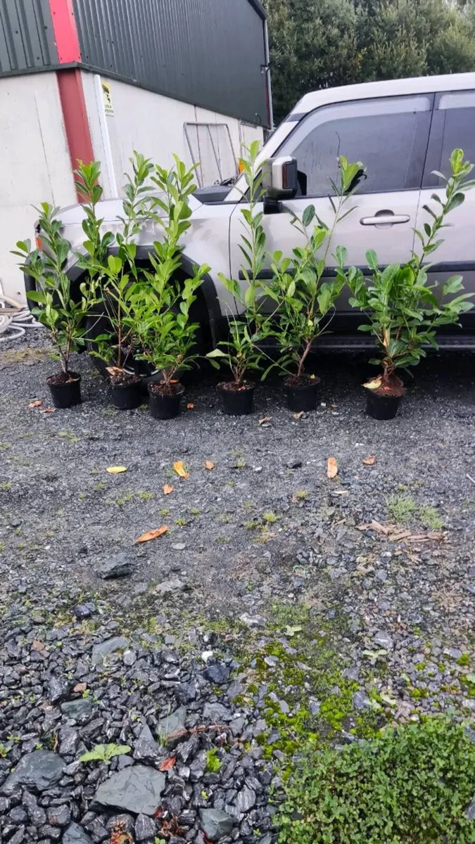 4 ft Laurel in 5 litre pot just 5 euro - Image 1