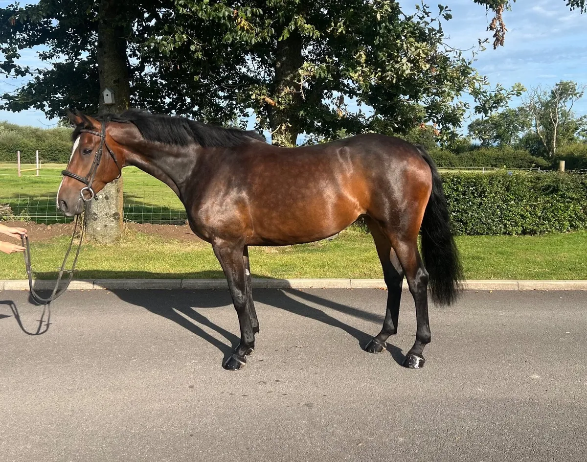 Ideal Hacking/Endurance/Breeding Prospect - Image 1