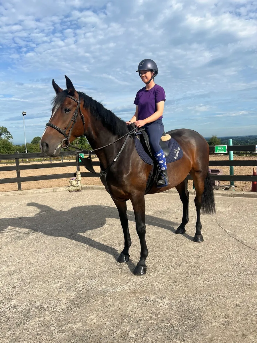Ideal Hacking/Endurance/Breeding Prospect - Image 2