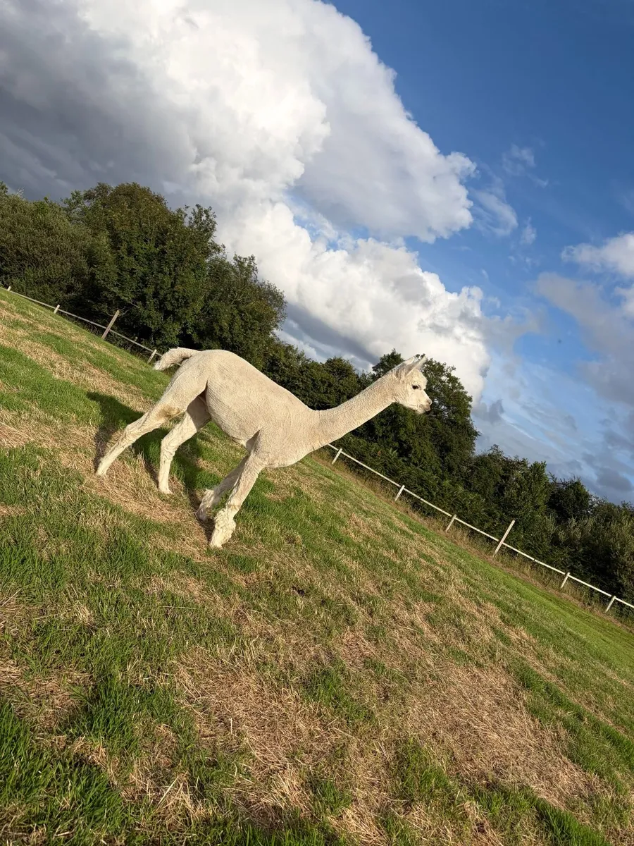 Stud Alpaca & Female Alpaca with Cria - Image 3