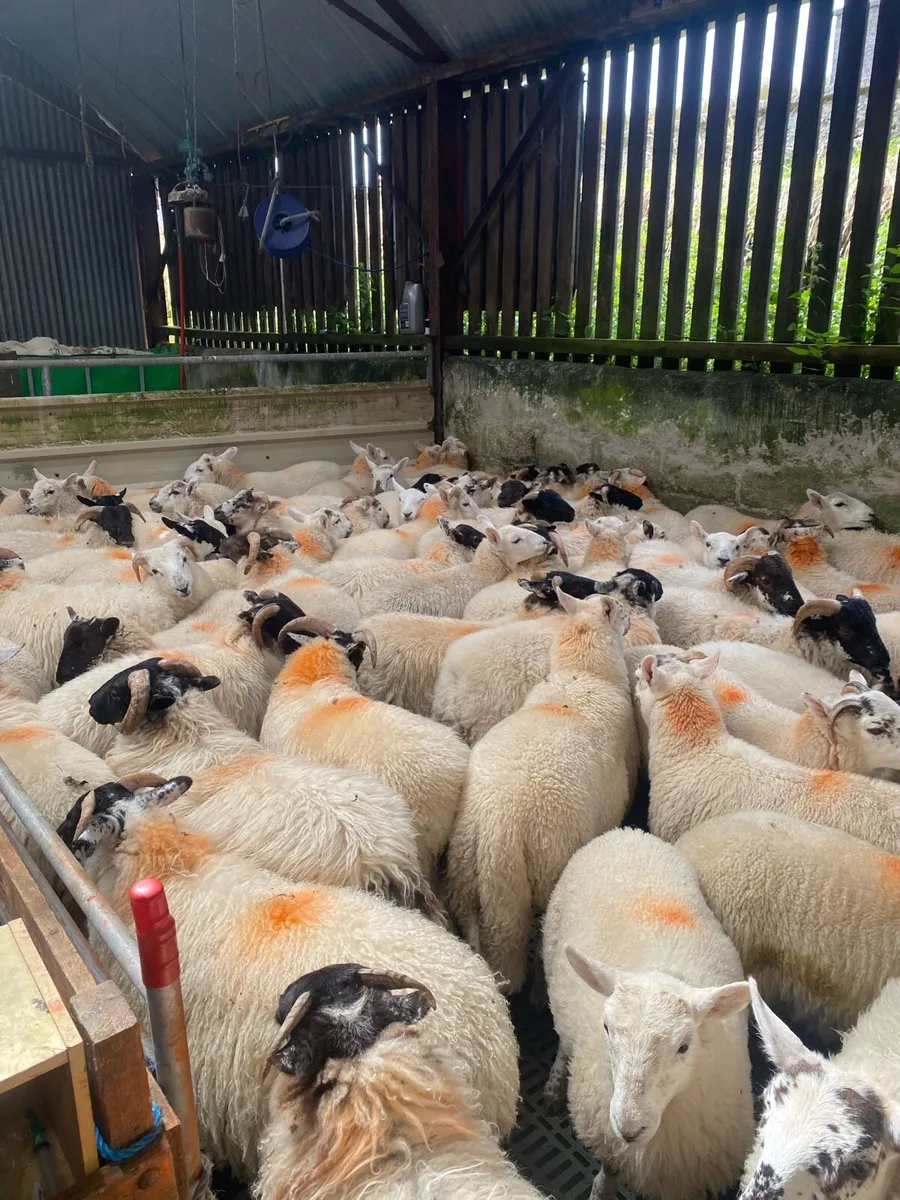 Fully organic rams and ewes - Image 3