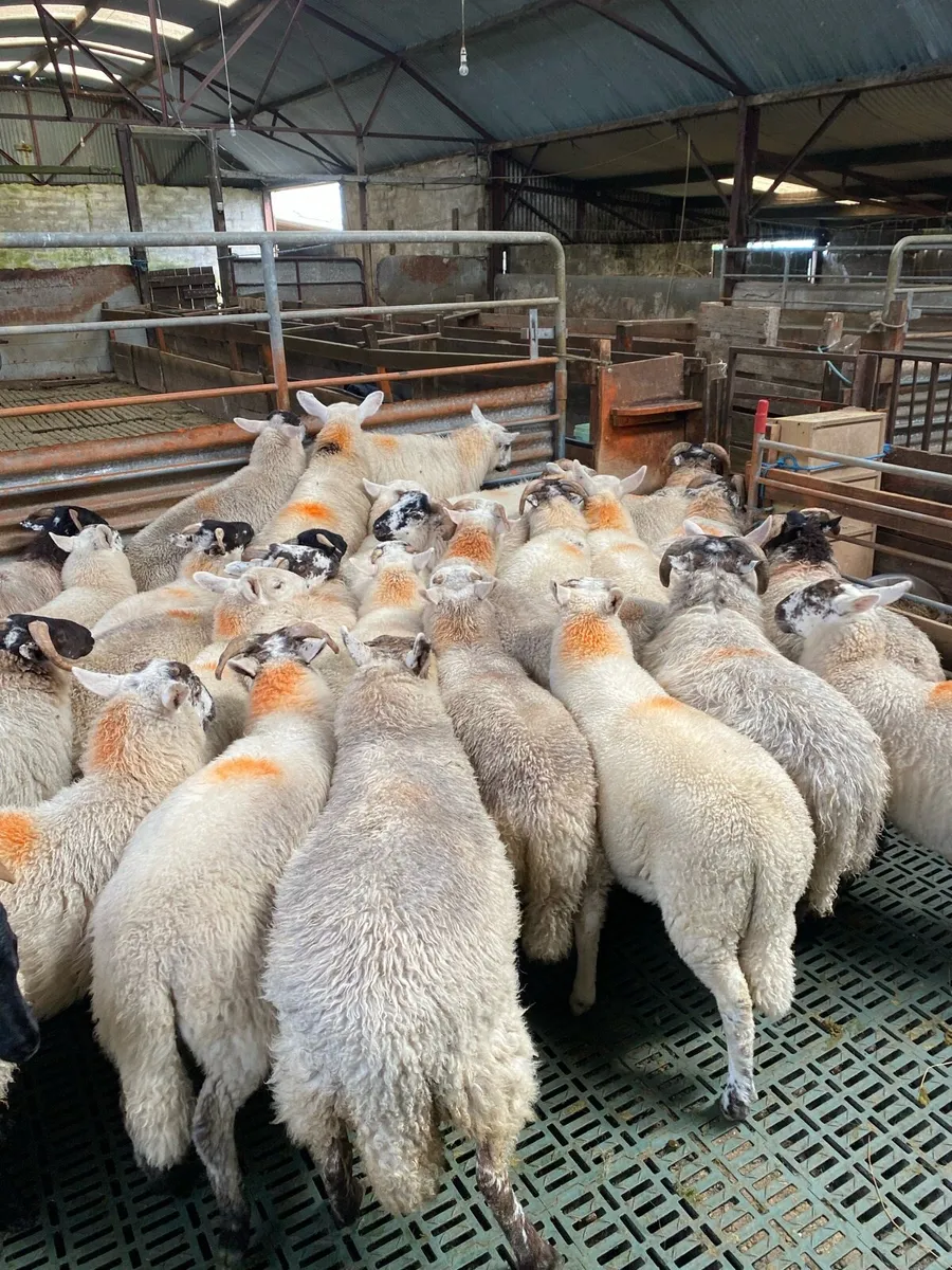 Fully organic rams and ewes - Image 1