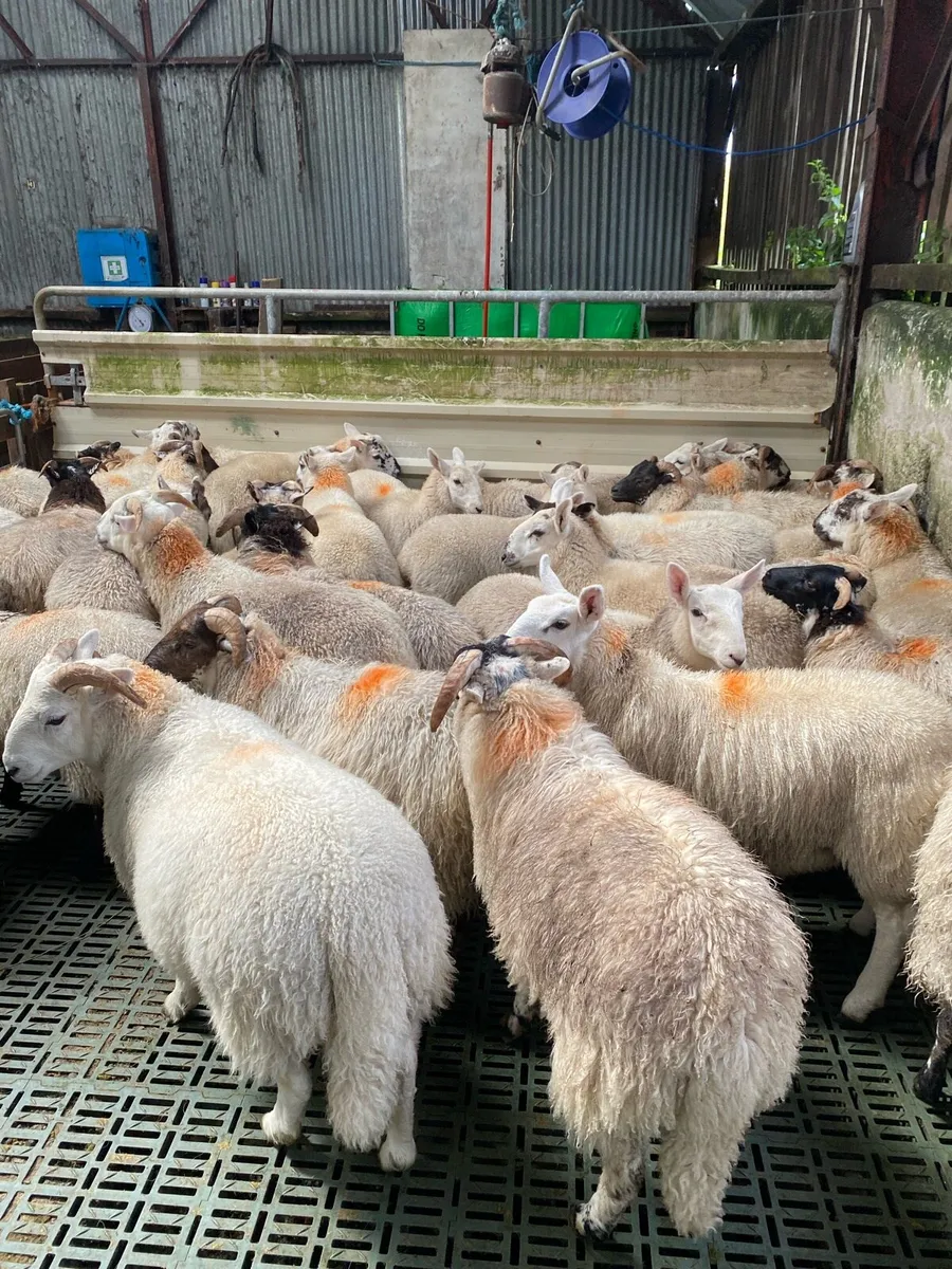 Fully organic rams and ewes - Image 2