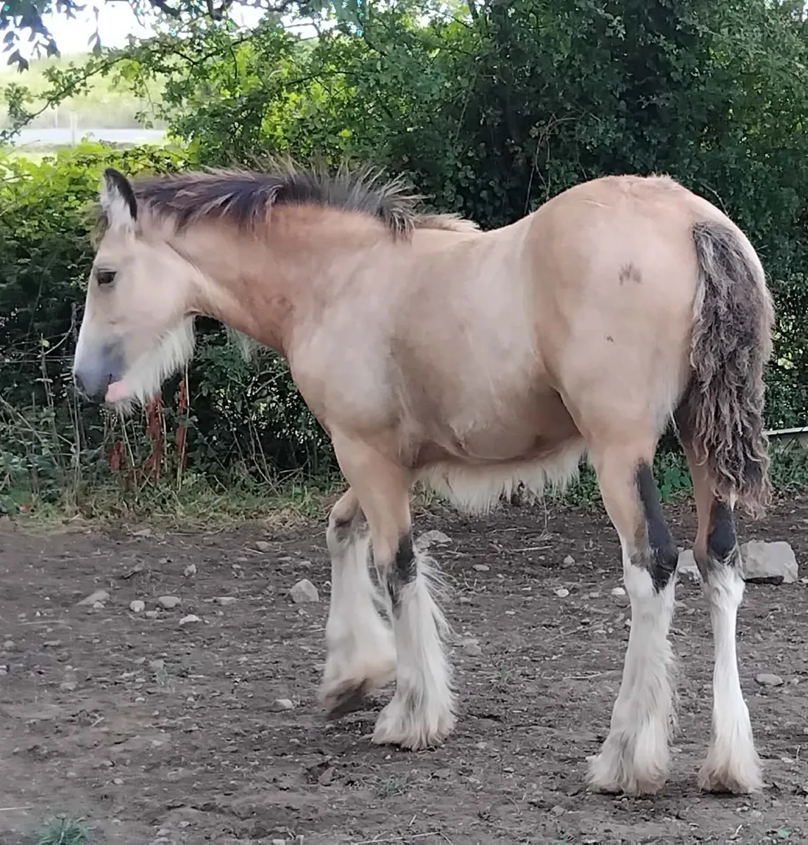 Top class irish cob filly foal - Image 1