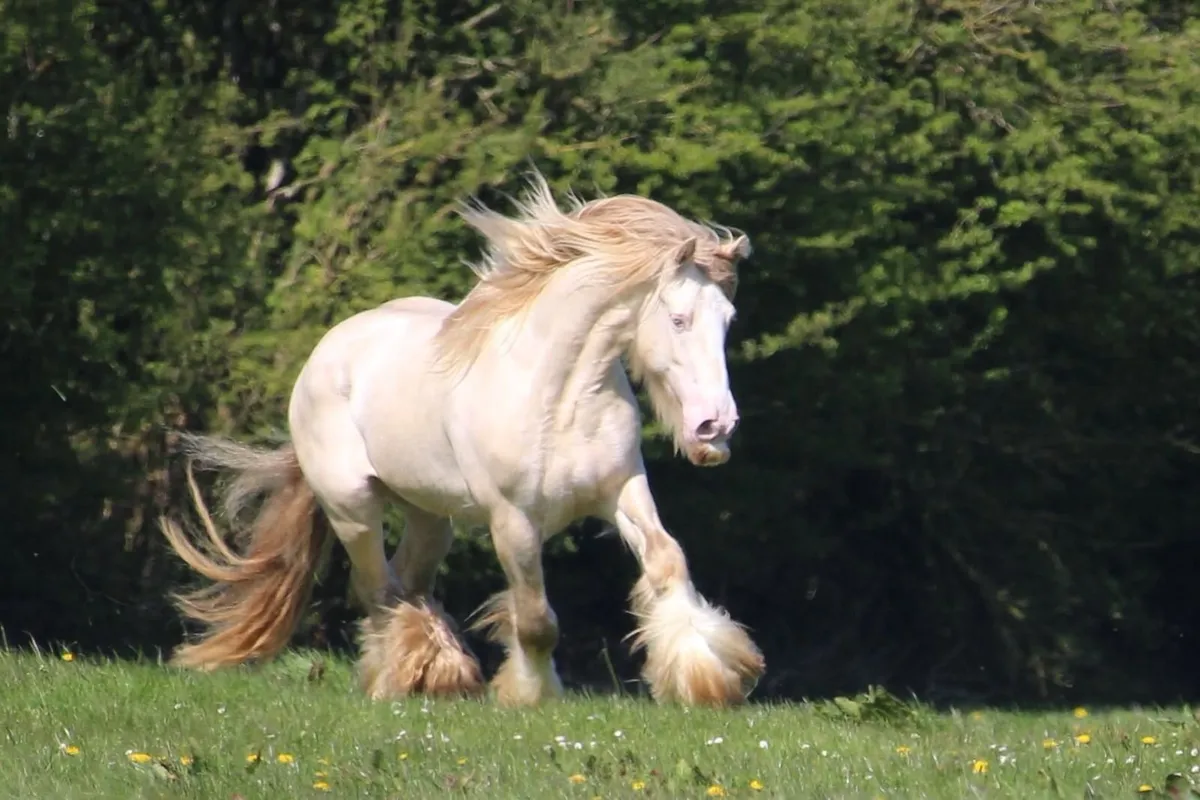 Top class irish cob filly foal - Image 2