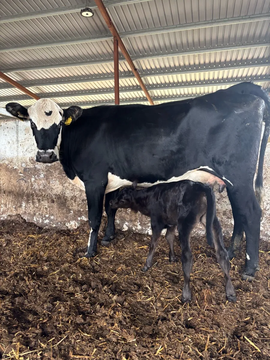 ❌HEREFORD CALVED HEIFER ❌ - Image 2