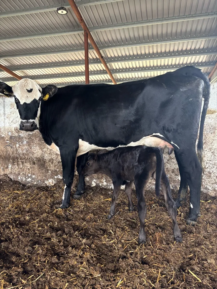 ❌HEREFORD CALVED HEIFER ❌ - Image 3