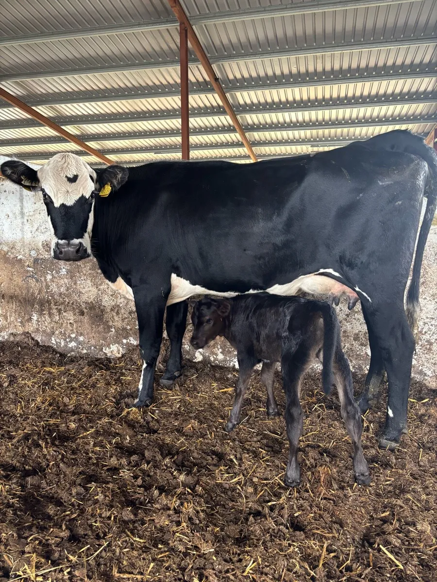 ❌HEREFORD CALVED HEIFER ❌ - Image 1
