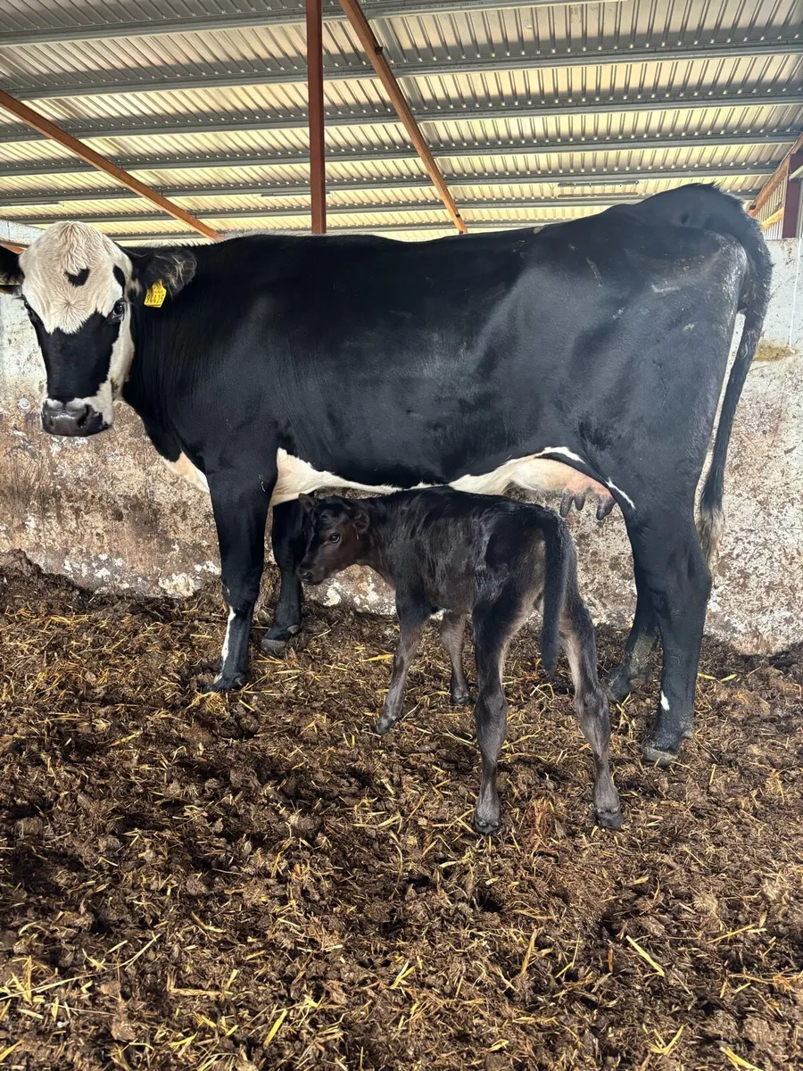 ❌HEREFORD CALVED HEIFER ❌ - Image 4
