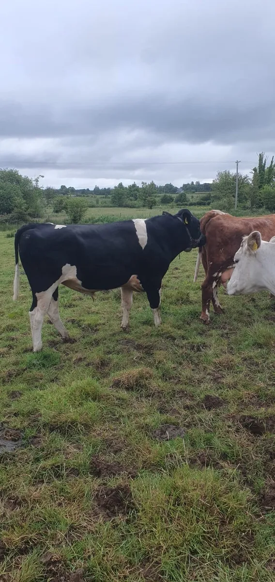 Vasectomised Friesian Bull - Image 1