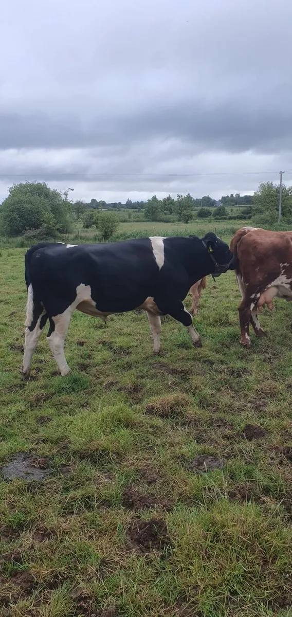 Vasectomised Friesian Bull - Image 2