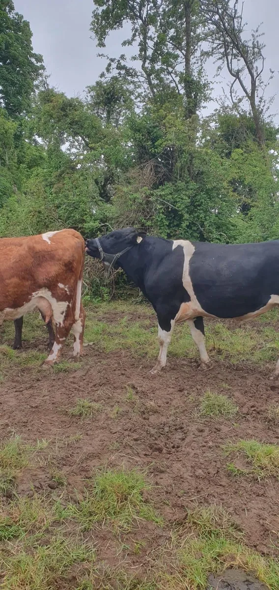 Vasectomised Friesian Bull - Image 4