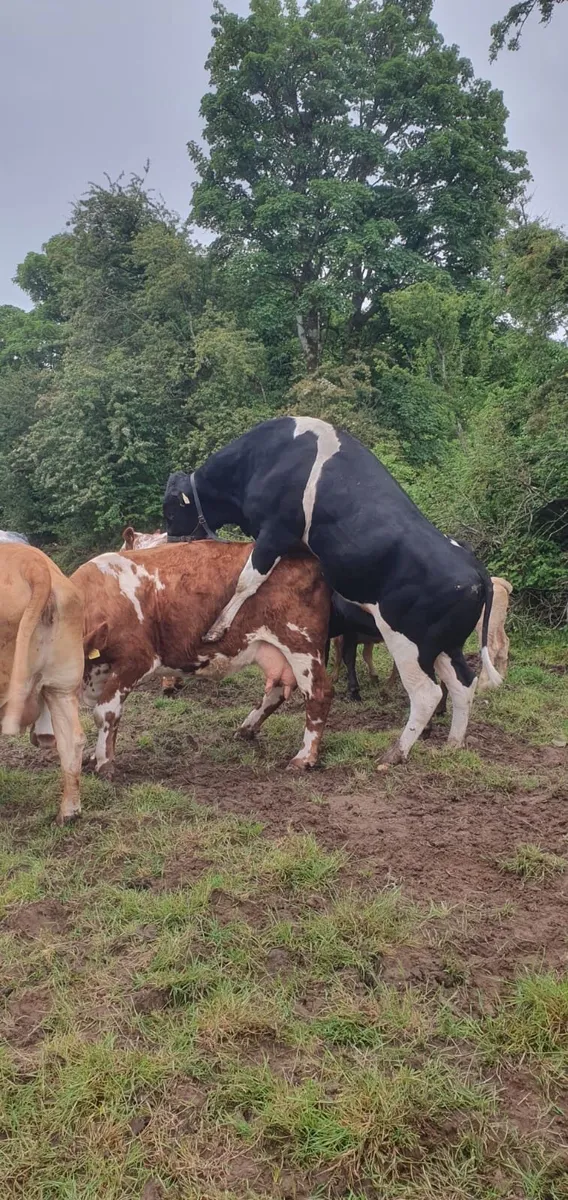 Vasectomised Friesian Bull - Image 3