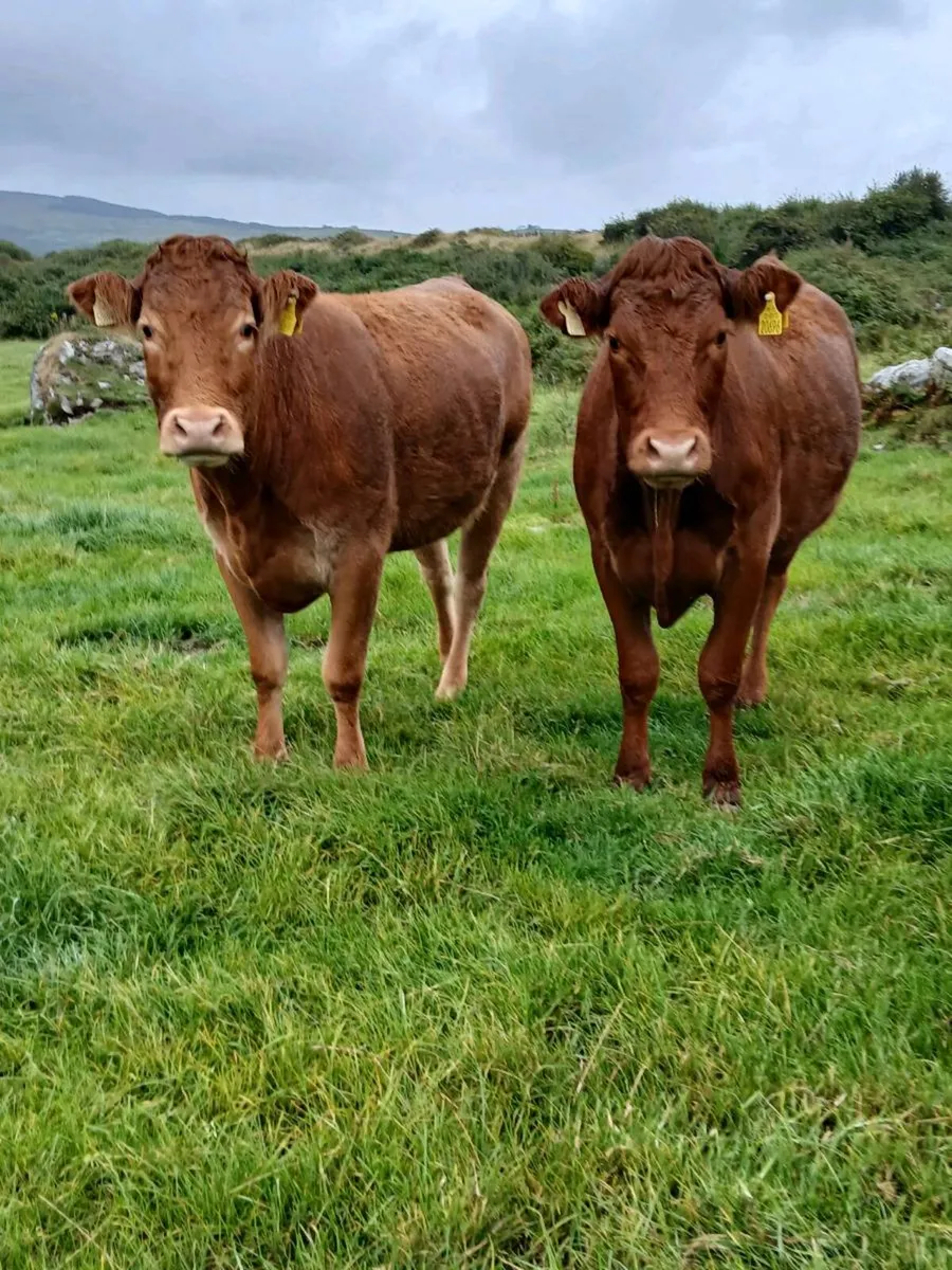 Springers For Sale - Image 1