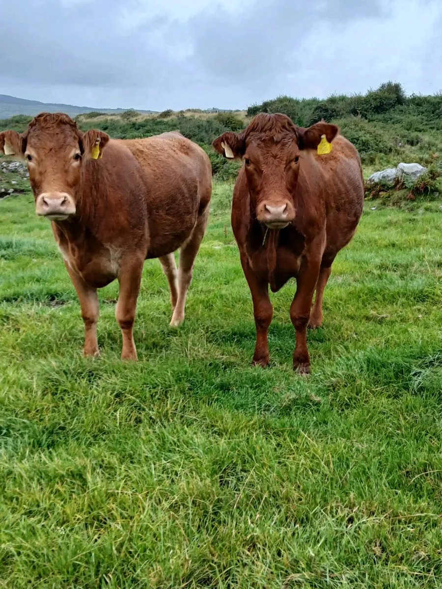Springers For Sale - Image 2