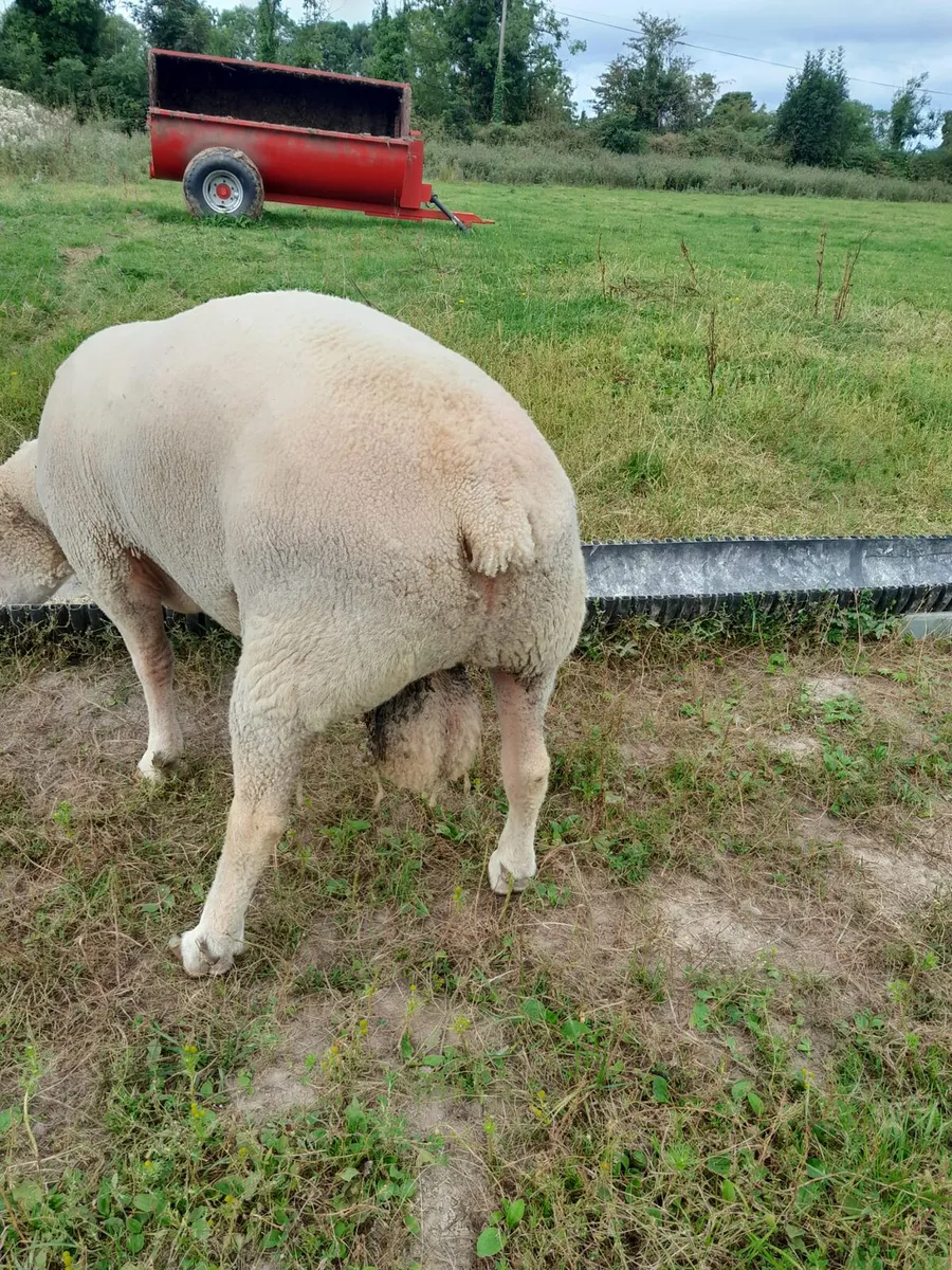 Ram - Image 1