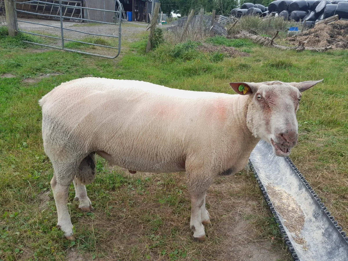 Ram - Image 2