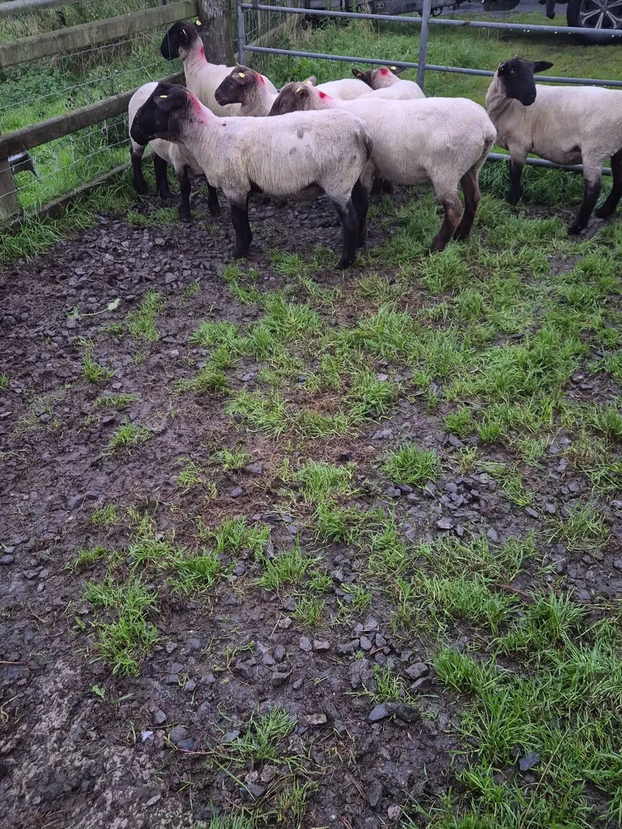 Sheep - Image 3