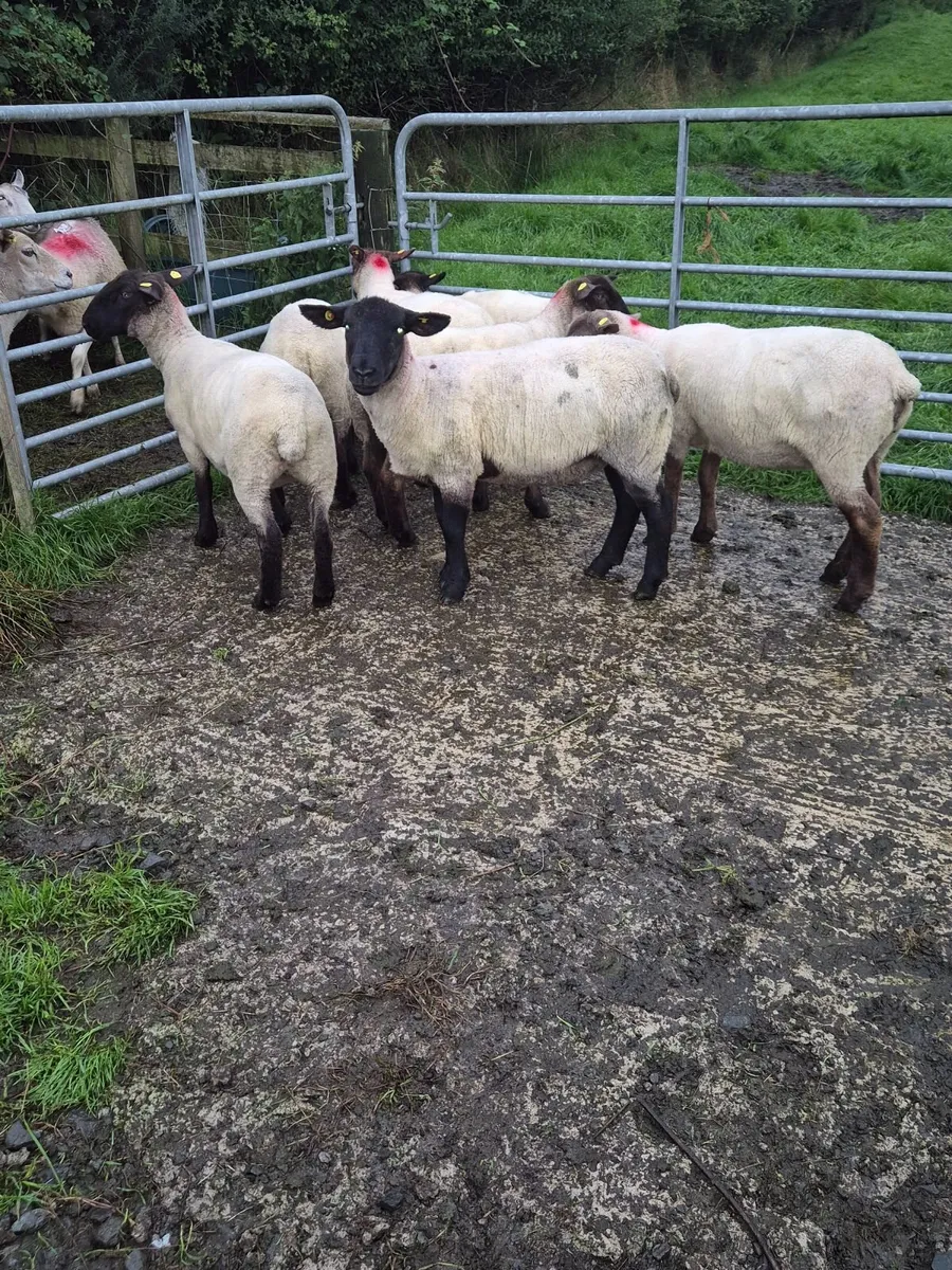 Sheep - Image 4